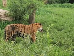 -沈阳森林动物园