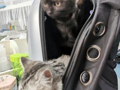 -北京赛佳动物医院