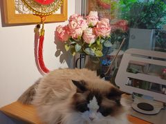 -李小姐の猫咖啡馆(五角场店)