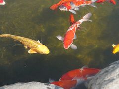-广东温泉宾馆