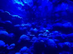 -太平洋海底世界