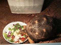 -上海大自然野生昆虫馆(东方明珠·爬宠昆虫探索中心)