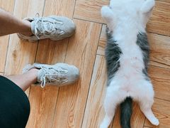 -遇见羊驼·奶狗咖·布偶猫咖·法斗柯基柴犬阿拉斯加(春熙路太古里IFS店)