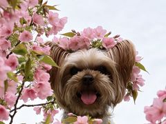 -章记千岛湖酒酿馒头(淳安碧湖阁店)