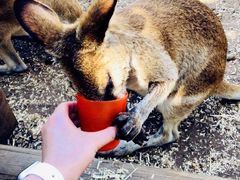 -费瑟代尔野生动物园