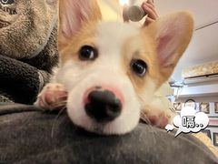 -柯斗斗主题餐厅·狗咖·围炉煮茶·茶饮(国瑞升平里店)