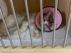 -谐和贝康宠物医院24小时·宠保定点(急重症转诊中心)