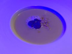 -佐度王子扒房(天鹅湖店)