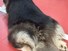 -和它·交个朋友·狗咖猫咖(爱琴海店)