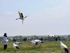 -盐城丹顶鹤湿地生态旅游区