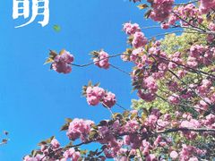 -高东镇樱花园