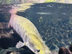 -太平洋海底世界