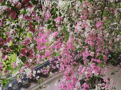 -深圳国际园林花卉博览园