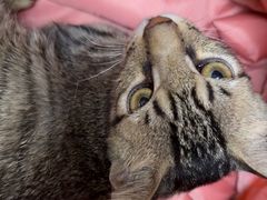 -安安宠医宠物医院·异宠·犬猫内科(岳阳分院)