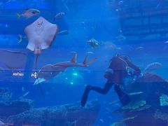 -迪拜水族馆及水下动物园