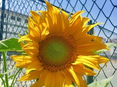 -北京大学五四田径场