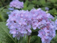 -花锦堂·隐庐