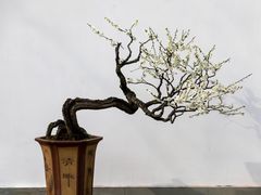 -杭州植物园