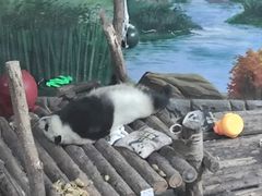 -青藏高原野生动物园