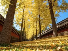 -三里屯东五街银杏大道