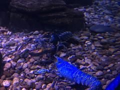 -瑞普利水族馆