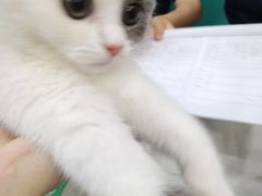 -乐琪宠物医院·犬猫专科·骨外科·急重症