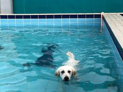 -趣玩宠物乐园寄养训犬训狗游泳池