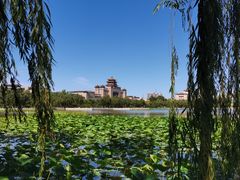 -莲花池公园