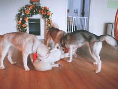 -Husky Go! 哈士奇体验馆·宠物咖啡厅狗咖