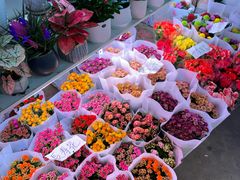 -花鸟鱼虫鲜花绿植市场(玉泉路店)