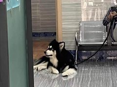 -瑞派名望志远动物医院·猫科·內科·异宠专科(直港大道店)