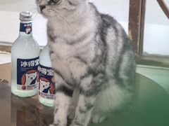 -共舞时光猫咖·狗咖(新街口店)