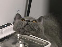 -猫大福·Fortune Cat猫舍(百子湾店)