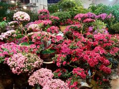 android_upload_pic-大自然花鸟鱼虫市场