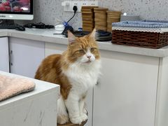 -喵园·猫主题咖啡厅·撸猫·猫咖(国贸店)