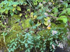 -五龙洞国家森林公园