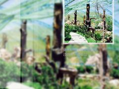 -芽庄珍珠岛游乐园