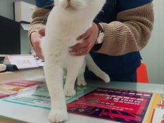 -伟伟宠物医院·瑞派猫友好医院·猫科(光谷店)