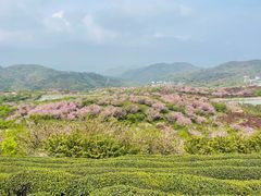 -四明山国家森林公园