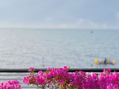 -贡湖湾湿地公园