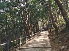 -苏州上方山国家森林公园