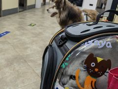 -美联众合动物医院·24h转诊中心