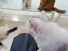 -喵的天空名猫咖啡馆·撸猫·猫舍·用品