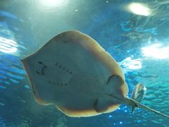 -上海海洋水族馆