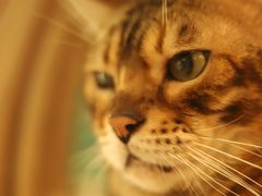 -飞行喵MR PILOT|猫舍·猫咖(静安大融城店)