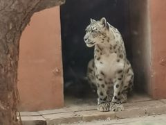 -青藏高原野生动物园