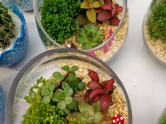 -三圣花乡旅游区