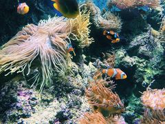-新加坡海洋生态馆