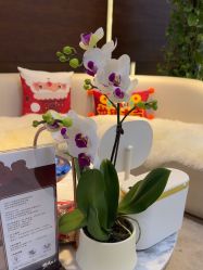 -洁铭新加坡医美