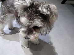 -琪喵猫屋·撸猫猫咖·猫舍